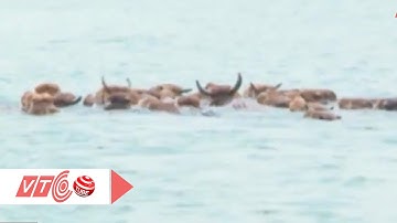 Cực lạ, nuôi bò ở lòng hồ Thác Bà | VTC