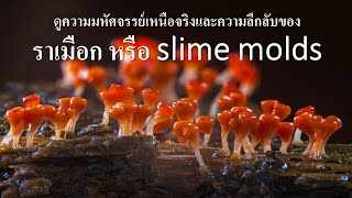 ดูความมหัศจรรย์เหนือจริงและความลึกลับของราเมือก slime molds