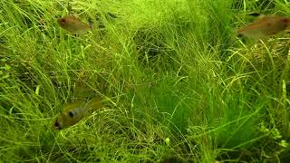 Jungle Tank Aquascape