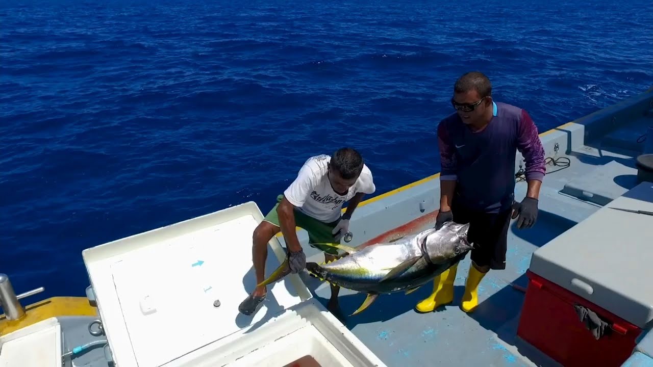 Yellowfin tuna fishing in Maldives YouTube
