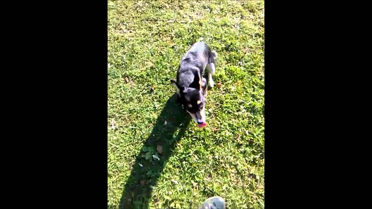 Mit dem Hund ohne Leine gehen YouTube