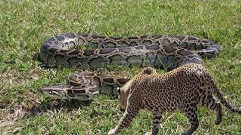 Giant Python Swallowing Leopard Cubs To Revenge. WTN Animals