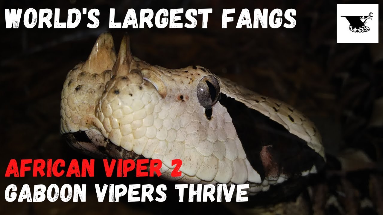 World s Largest Fangs Gaboon Vipers THRIVE Captive Care YouTube World s Largest Fangs Gaboon Vipers THRIVE Captive Care YouTube