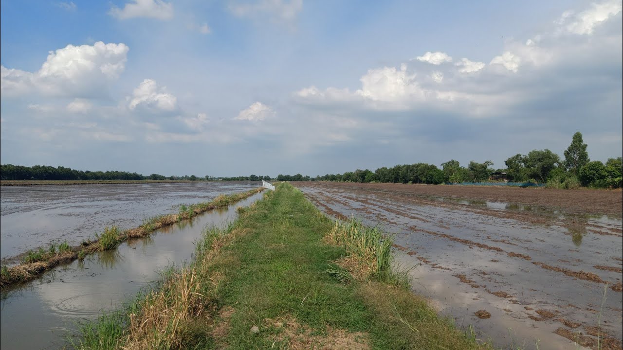 ขายด่วนที่ดิน 100 ไร่ขายยกแปลง 160 ล้านบาทที่ดินอยู่ที่ตำบลหนองสามวังอำเภอหนองเสือจังหวัดปทุมธานี