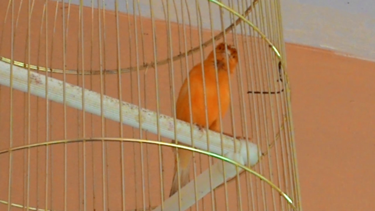 Suara burung kenari 