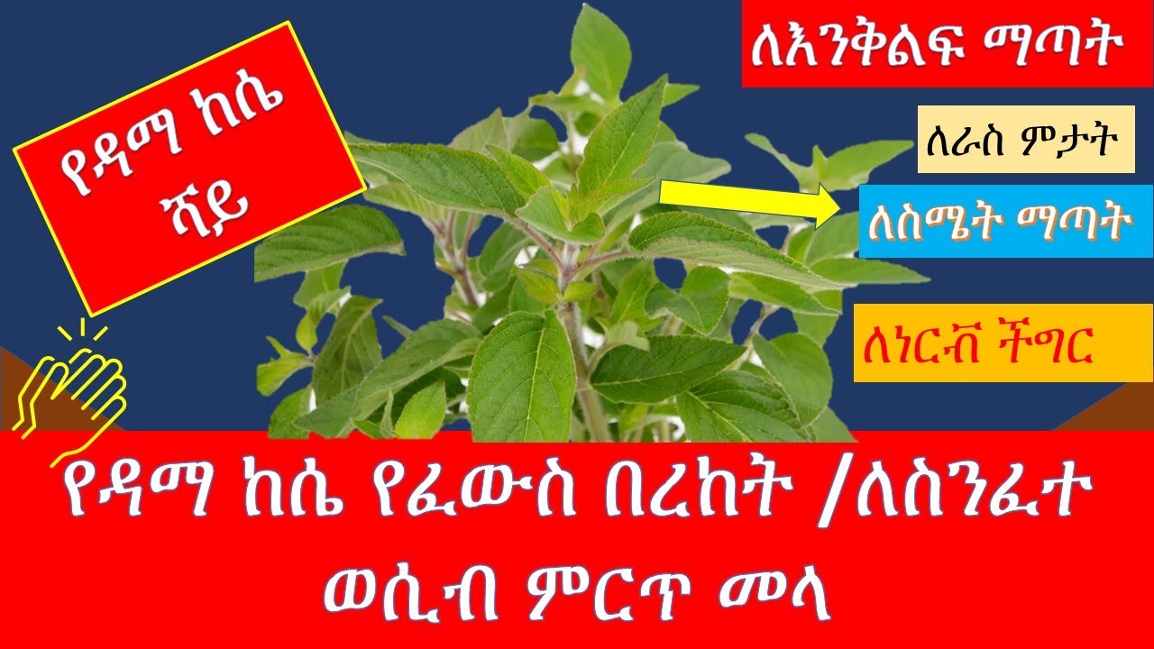 የዳማ ከሴ የፈውስ በረከት //ocimum lamifolium/