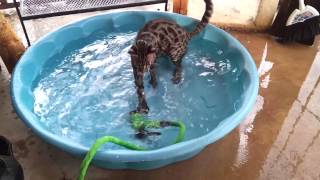 A Bengal & his pool