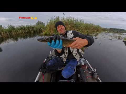 Pike are starting to fire up, and so are the bigger perch. They were biting beautifully 💪🎣