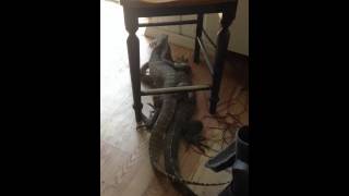 Water monitors mating