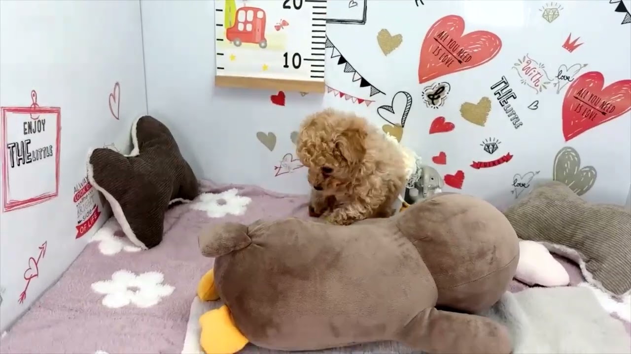 生後50日目！！トイプードル【ララ】の子です☆ - YouTube