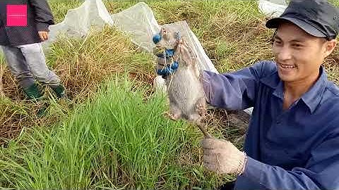 Quây Lưới Bắt Chuột Nghề Lâu Đời Của Làng Mình Tập 1