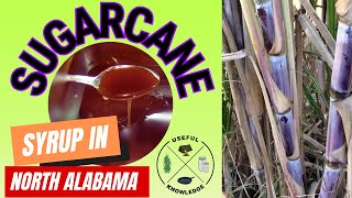 How to make Sugar Cane Syrup | Useful Knowledge by Useful Knowledge 821 views 4 months ago 14 minutes, 49 seconds