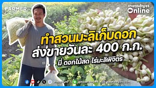 ปลูกมะลิเก็บดอกขาย วันละ 400 กิโล สร้างรายได้ทั้งปี ที่ไร่มะลิพิจิตร | เกษตรสัญจร「Online」