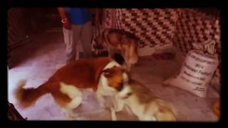 Saint Bernard dog fight with Siberian Husky
