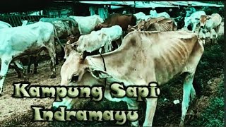 Download Lagu 🔴[Jelajah Indramayu] Kampung Sapi ||SITU BOLANG|| Jatisura MP3