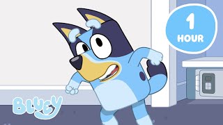 live hang out with the heelers 1 hour bluey