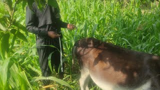 Uff Omg Impossible Mens And Donkey Meeting