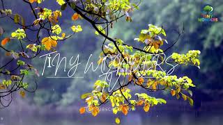 Gök Gürültülü Yağmur Sesi Beyaz Gürültü %100 Uyuma Garantili 8K Video 20 Dakika Kesintisiz