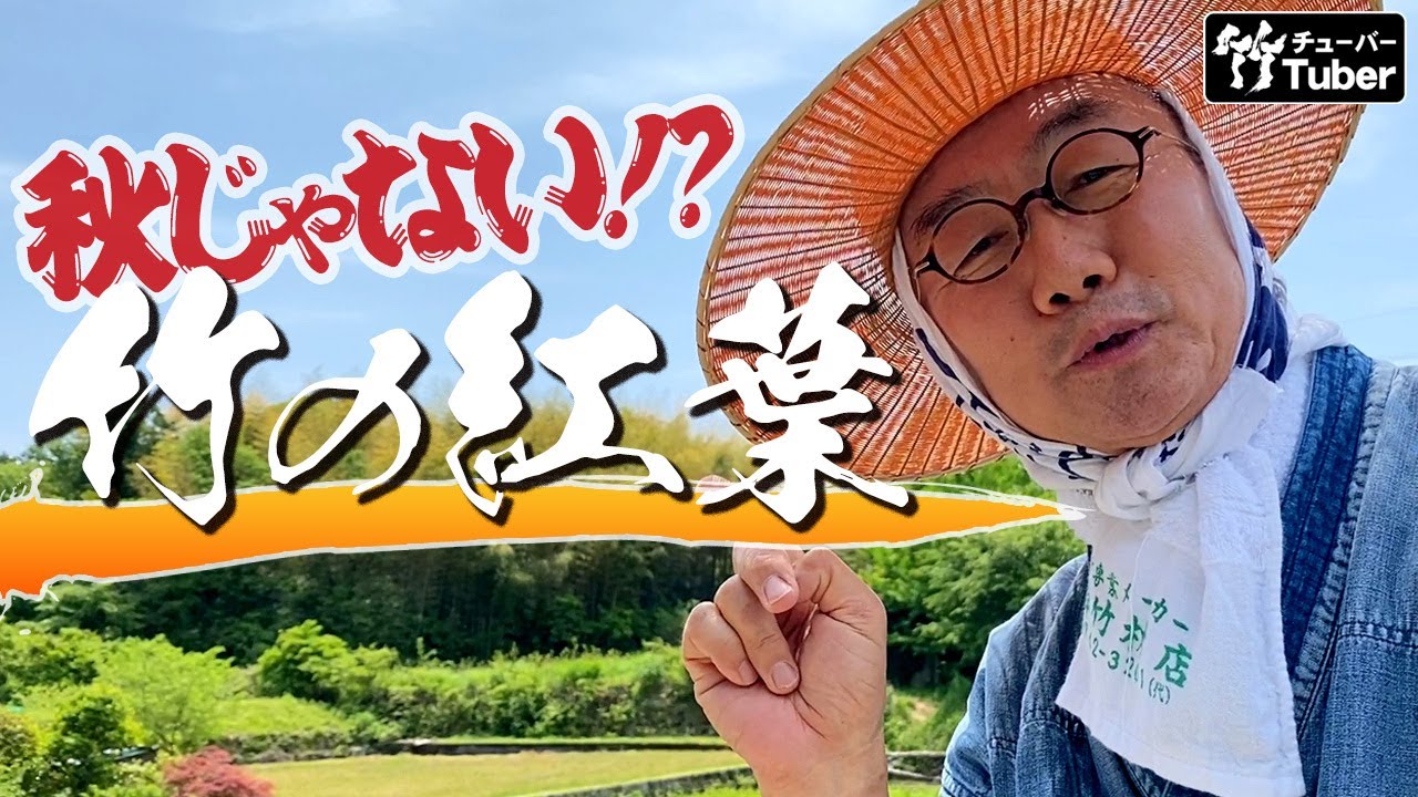 竹虎 TAKETORA】日本の竹林が大異変、竹の秋、竹の花、てんぐ巣病 竹 竹虎 TAKETORA】日本の竹林が大異変、竹の秋、竹の花、てんぐ巣病 竹