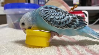 セキセイインコ・ヒメさん、1人遊び - YouTube