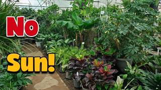 Best Low-Light Houseplants for Your Home