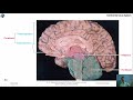 brain structure and function