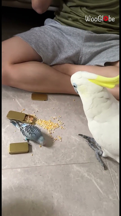 Bird Antics: Cockatoo's Hilarious Encounter with Baby Budgie || WooGlobe