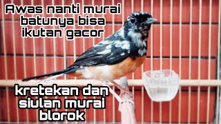 kretekan dan siulan murai batu blorok ampuh memancing emosi #muraibatublorok #muraibatugacor
