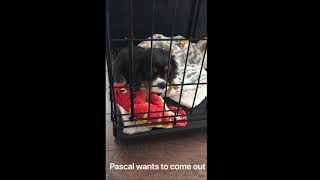 Cavalier King Charles Spaniel Cute Whining Sound