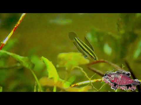 Paroaphronemus anjunganensis a.k.a Angel licorice Gurami.