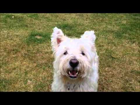 How to stop a Westie from barking!