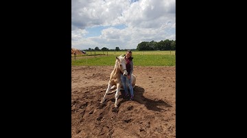 How to teach your horse to lay down on command and learning your horse how to sit (very easy method)