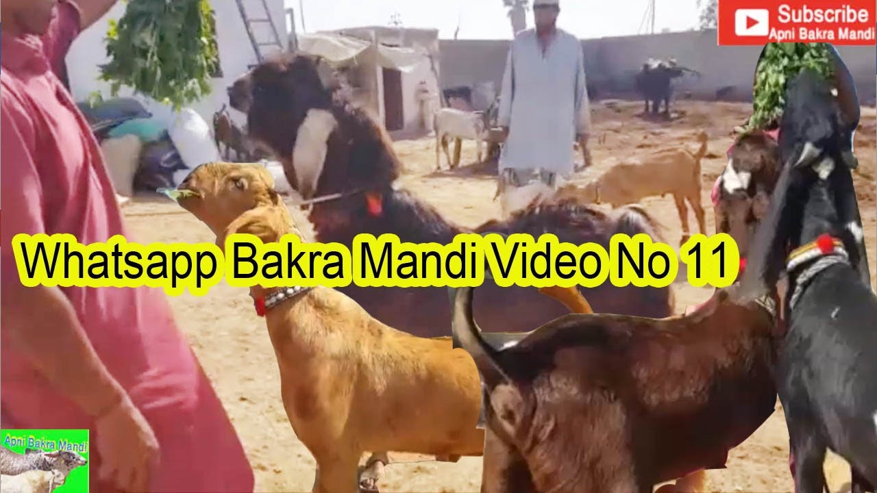 How To Buy and Sell Your Goat Through Whatsapp Goats Market Video No 10