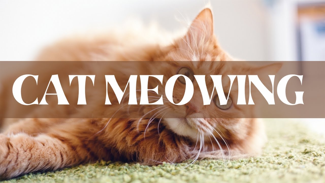 View of CAT MEOWING • zen sounds • background noise, sleeping, relaxing ...