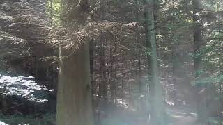 Bedburn Valley Walk Yellow Trail Hamsterley Forest