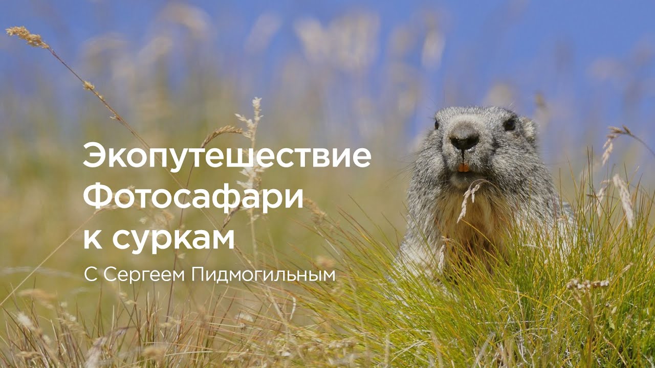 Экопутешествие – фотосафари к суркам с Сергеем Пидмогильным