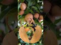 #short/#youtubeshort/#viral/#fruit/#chico/#craving/#satisfying/#sweet /#yummy/@emashelpinghand5729🥰