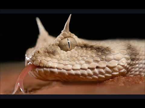 Vídeo: Serpiente Vepsiana Gorynych. Reptil Volador, Desconocido Para La Ciencia - Vista Alternativa