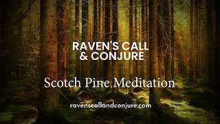 Scotch Pine Aromatherapy Meditation