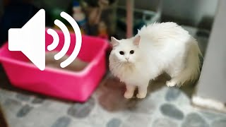 1 HOUR REAL CAT IN HEAT MEOWING MATE CALLING - PRANK YOUR PETS by My Kitty Story 3,674 views 6 months ago 1 hour