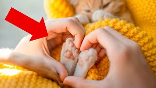 Hidden Secrets in Your Cat's Paw Pads—You Won't Believe What They Reveal!