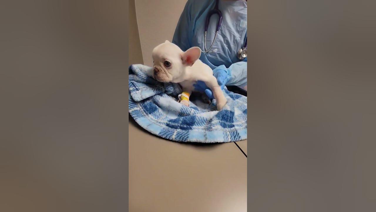 6-week-old-frenchie-pup-struggling-to-breathe-as-health-plummets-to