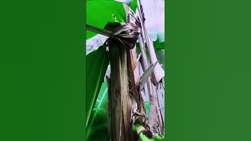 #45 Độc lạ buồng chuối mọc ở giữa thân cây #shorts Oddly Banana Satisfying Organic Farm Fresh Fruit