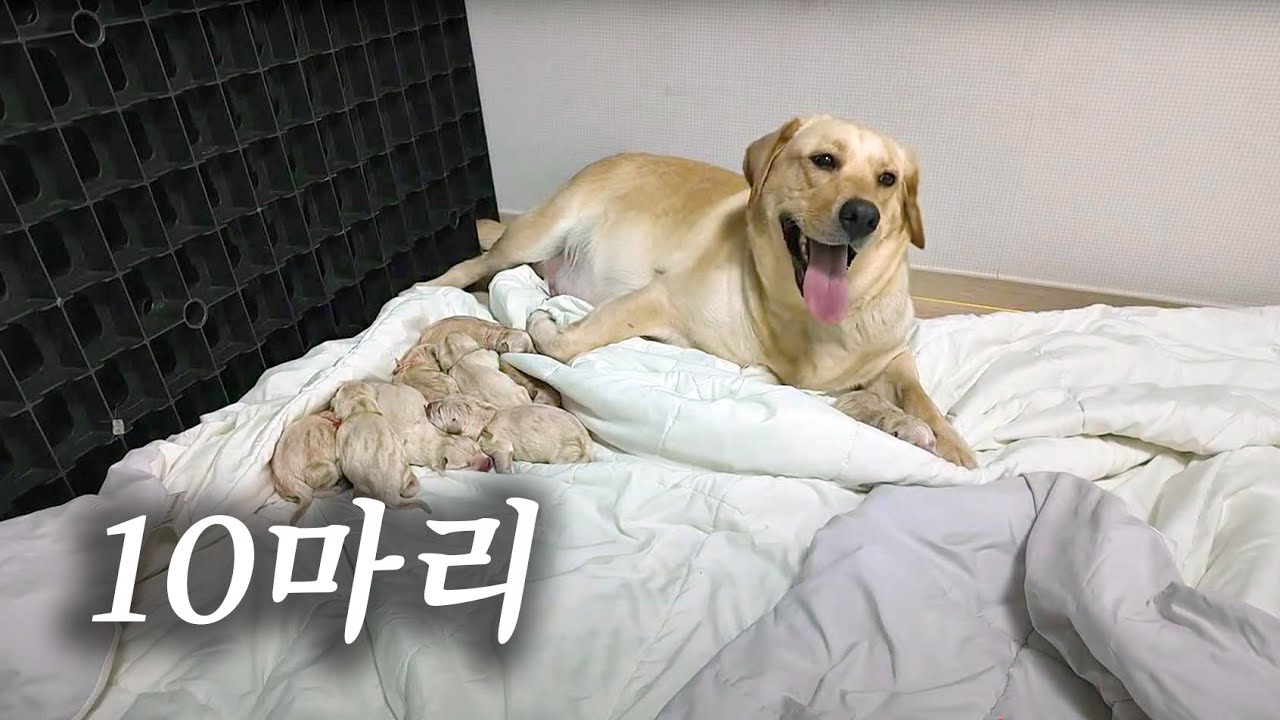 유기된 임신견 래브라도 "다다" 구조 하루만에 출산하다. 막둥이의 무호흡으로 인공호흡