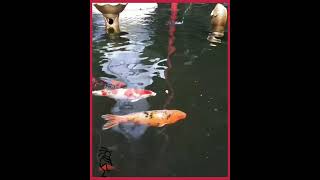 Koi Fish Pond