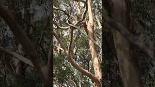 Koalas vibin’ hard in their leafy penthouse. #koala #aussiland