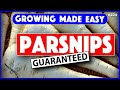 224  how to grow parsnips  growing made easy  step by step guide 