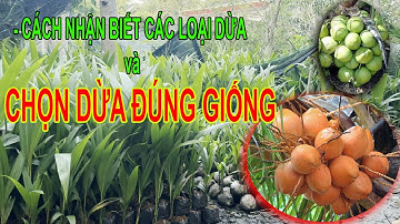HƯỚNG DẪN NHẬN BIẾT CÁC LOẠI DỪA   CHỌN ĐÚNG GIỐNG   CÔNG TY TNHH CÂY GIỐNG XANH   0946983491