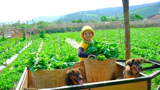 Harvesting Mustard Greens & Goes to Market Sell - Install the Light Bulb, Cooking, Farm | Tieu Lien