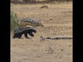 Amazing Video King Python Honey Badger Jackal Fight Each other